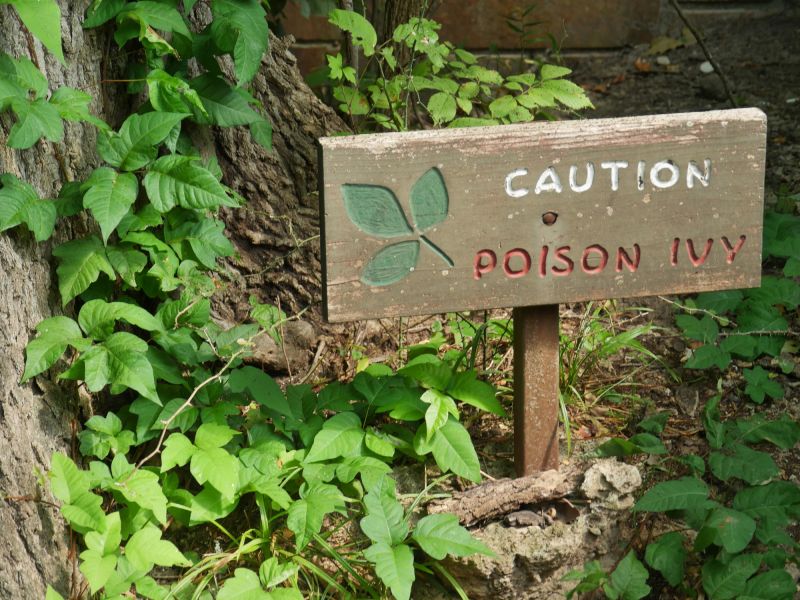 Poison Ivy Abatement Service