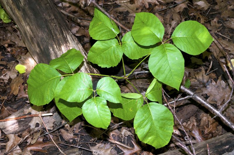 Poison Ivy Removal in Burlington County, NJ