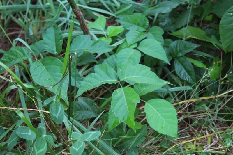 Poison Ivy Removal in Lancaster County, PA