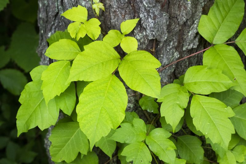 Poison Oak Removal in Honolulu, HI