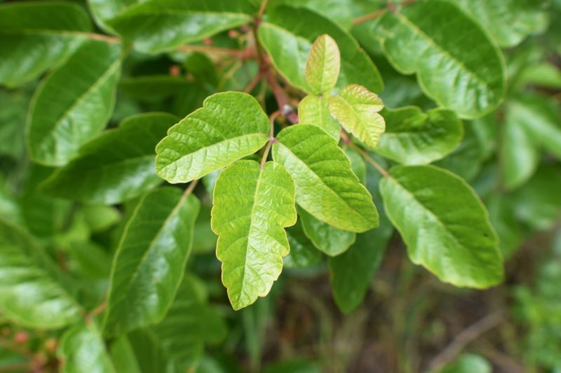 Disposal of Poison Oak Debris