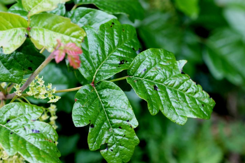 Remove toxic plants to avoid allergic reactions