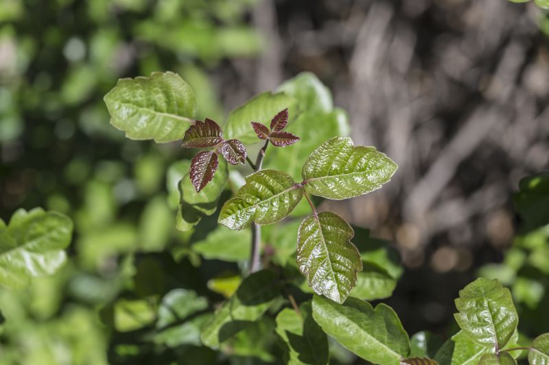 Eliminate unwanted, hazardous plants