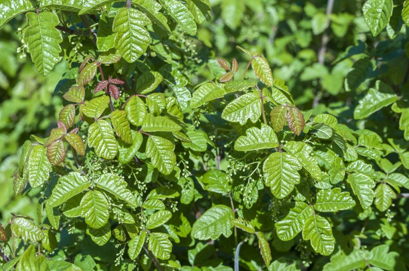 Avoid accidental contact by removing the plant